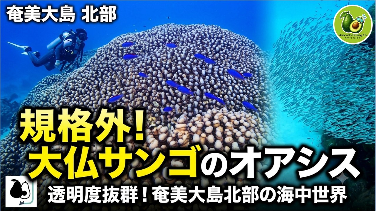 🥑🤿【奄美大島・北部ダイビング】圧巻の大仏サンゴから透明度抜群の