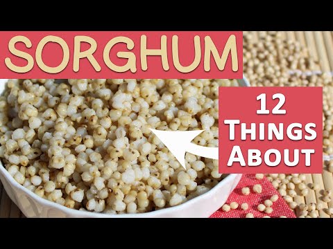 Video: Odla sorghum hemma - Hur man odlar glutenfri sorghum Bicolor