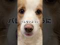 ボーダーコリーを飼う人へ、関節に気づかれないように #わんだブログ #vlog #猫 #bordercollie #犬 #シェリレオ