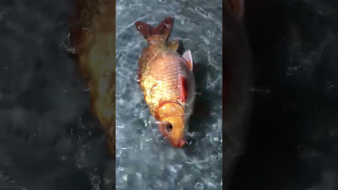 👉👉the golden rehu fish 🐠😱😱😱