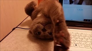 毎日パソコンの邪魔しに来る灰色猫