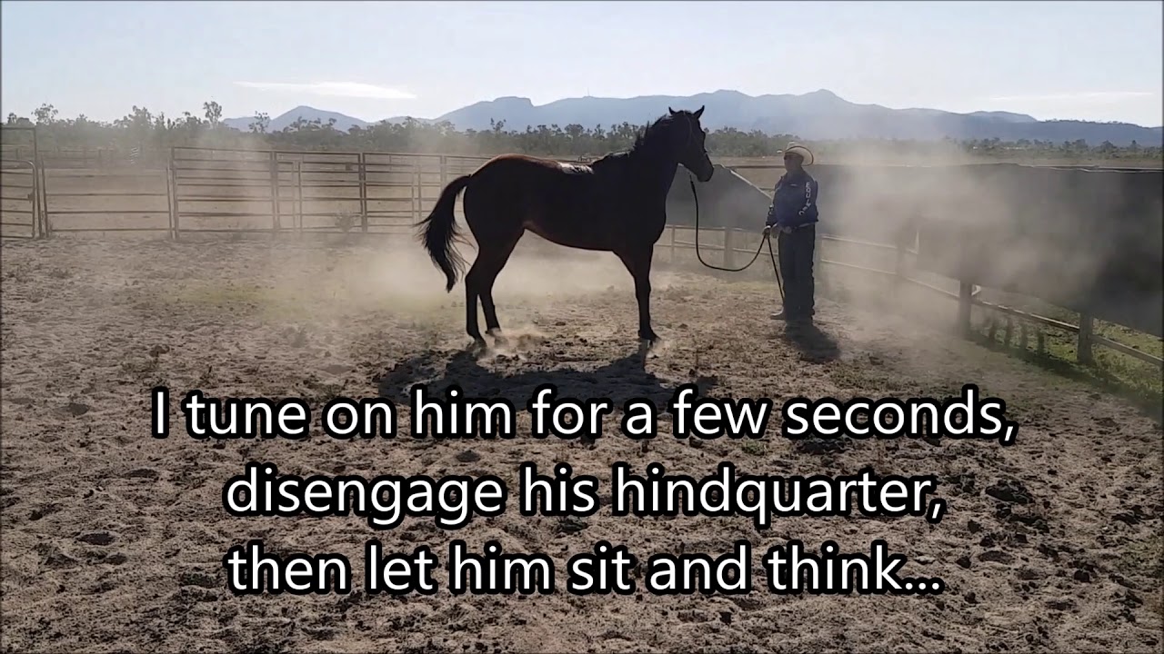 Direct and Drive is a great way to change a horses attitude... YouTube