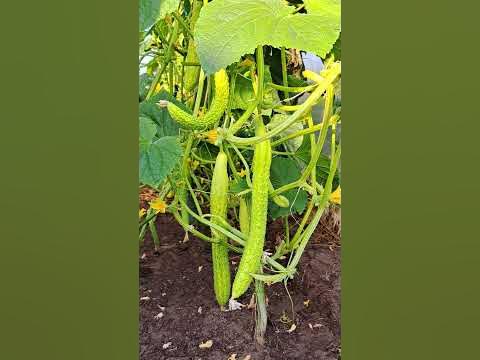 Огурец Белая Анаконда от Аэлита!👍 Заходите на новый рецепт! Куриные ...