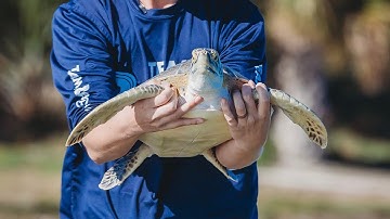 Sea Turtle Released After Fishing Line Entanglement!