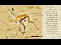محمد حمود الحارثي ابو مطلق يقول الظبي ينكز محمد حمود الحارثي ابو مطلق يقول الظبي ينكز