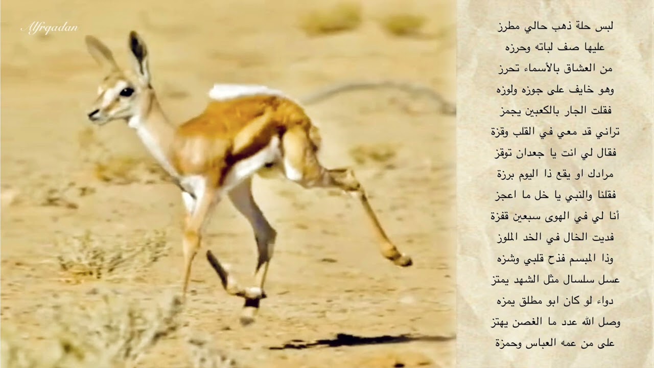 محمد حمود الحارثي - ابو مطلق يقول الظبي ينكز