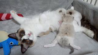 Cute kittens fighting over their mom's milk because they're hungry…