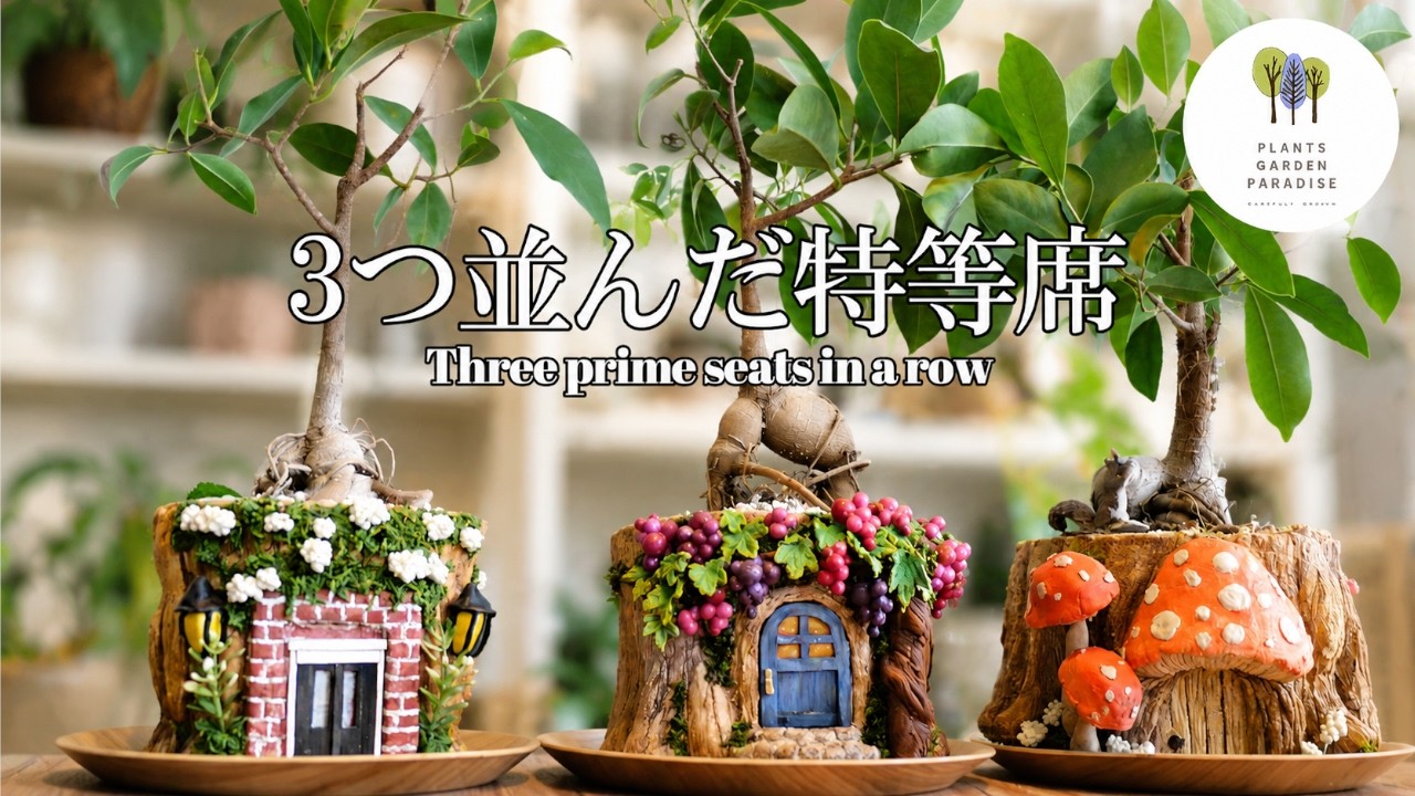 引退ガジュマルの植え替え | PlantsGardenParadise