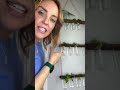 How To Propagate Your Favorite Plants Plantlover Propagation Monsiterqe Monsiter How To Propagate Your Favorite Plants Plantlover Propagation Monsiterqe Monsiter