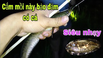 Cắm Câu Cá Lóc Cực Kỳ Thú Vị - sang săn vlog