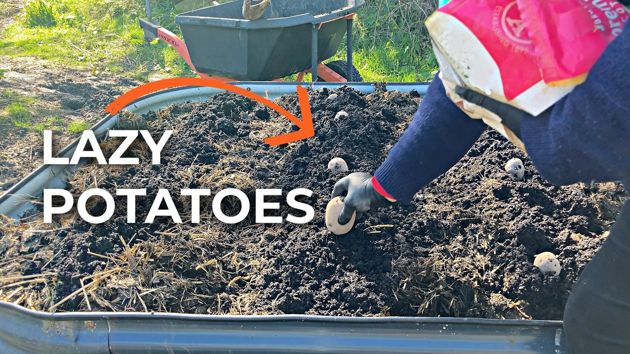 Raised Bed No Dig Potatoes | Easy potato growing - YouTube