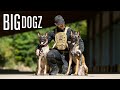 I Trained My Dogs To A Military Standard | BIG DOGZ