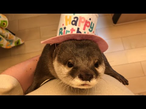 カワウソさくら 3歳の誕生日にはしゃぎすぎるカワウソ Otter frolicking at the third birthday party