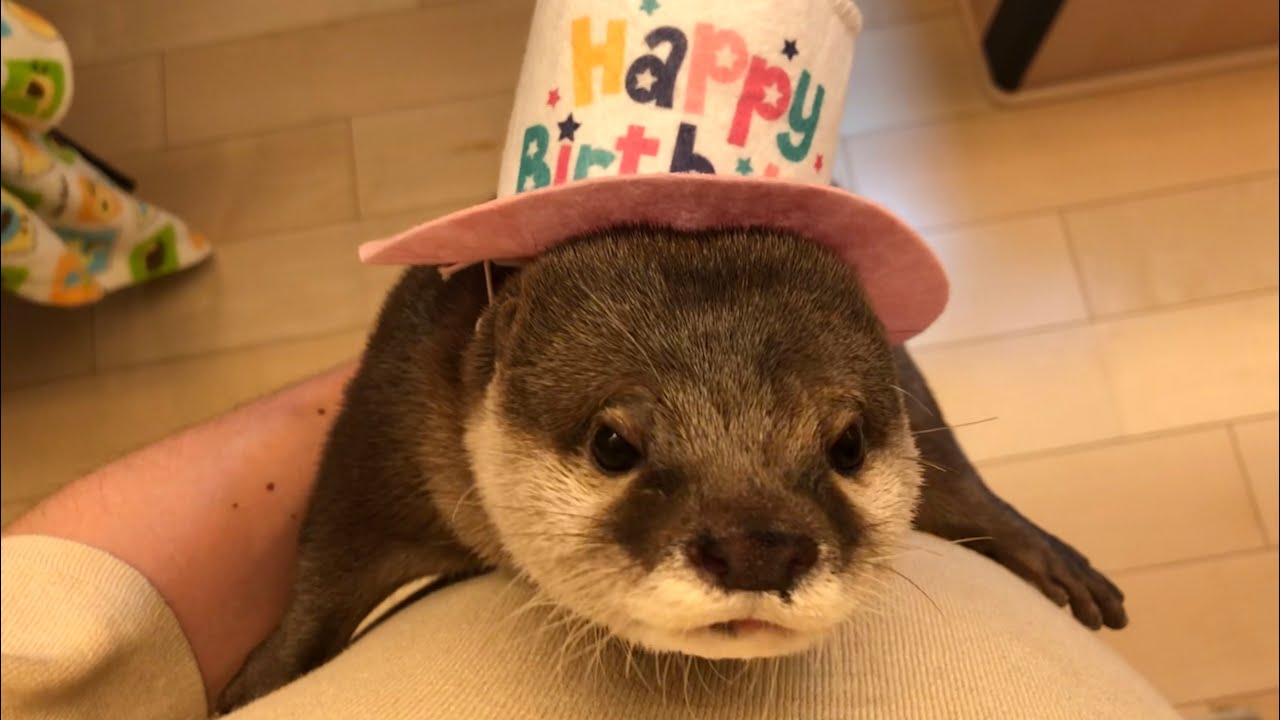 Otter sakura frolicking at the third birthday party - YouTube