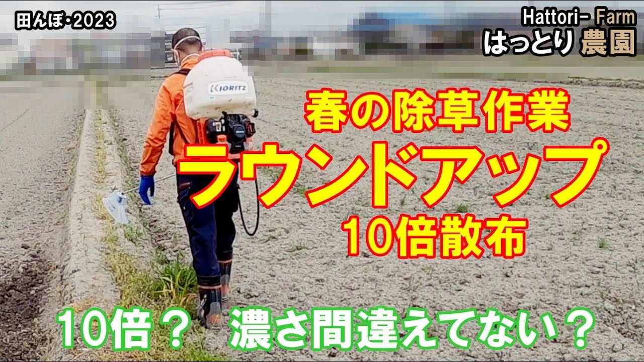 春の除草作業・ラウンドアップ・マックスロードを、10倍撒布する
