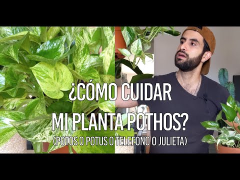 ¿Cómo cuidar la planta Pothos (potos o potus o telefono)?