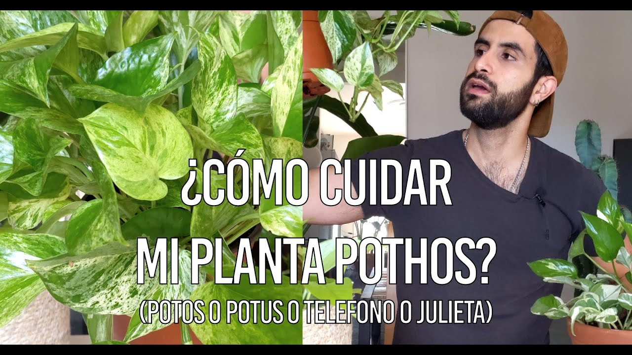 Cómo cuidar la planta Pothos (potos o potus o telefono)? - YouTube