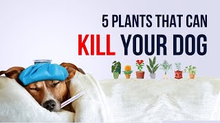5 PLANTS that can KILL your DOG | Protect Your Pet: Top 5 Dangerous Plants for Dogs! | Top 5 |