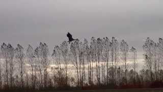 Deadly Decoys - Morning Storm Presenterer en vindfull gåsejakt