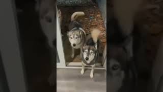 Malayali Dogs Leaked Photos