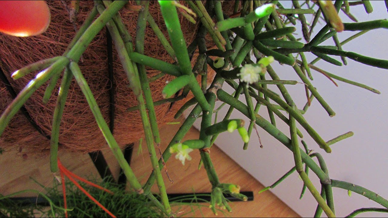 My Rhipsalis penduliflora - The Mistletoe Cactus with Flowers and Berries