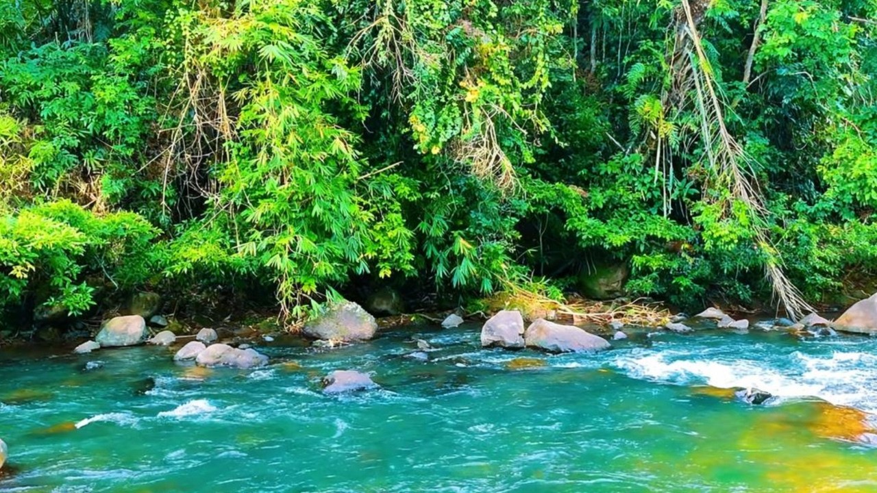 Serene River Sounds in the Forest 🌿 Natural White Noise