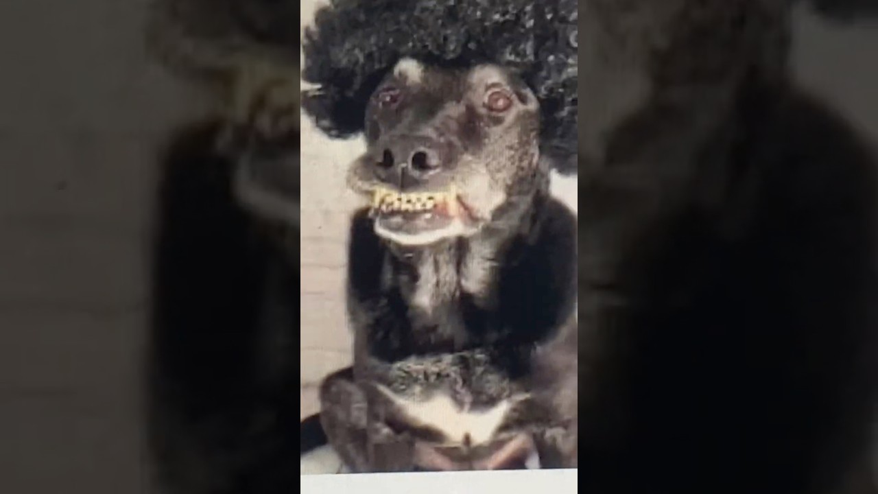 The magic Hotel the movie Disco bear dressed as a dog scene