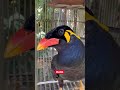 TFW You’re in Thailand and the local wildlife starts a conversation. 😅🇹🇭🦜