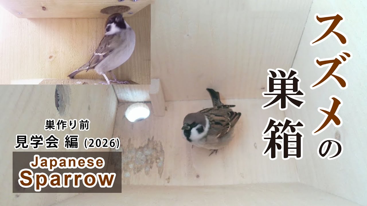 スズメの巣箱 野鳥 Sparrow bird nest box live streaming from Japan 2026/03/02