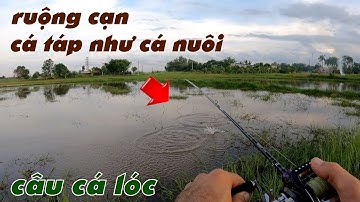 Câu Lure Cá Lóc ✅ Câu Cá Lóc Mùa Lũ Đám Ruộng Cạn Cá Táp Như Cá Nuôi | Tâm Râu Vlog #269