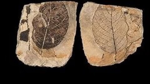 Lucknow University|| B.Sc. Biology(NEP) Sem-2II Botany Practical File II Paleobotany