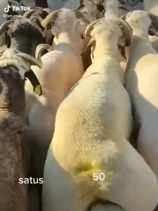 Kambing goyang