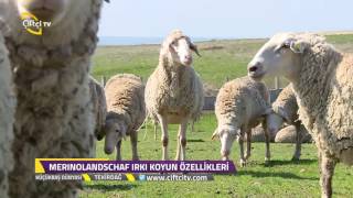 Küçükbaş Dünyası - Merinolandschaf Irkı Koyun Yetiştiriciliği / Tekirdağ