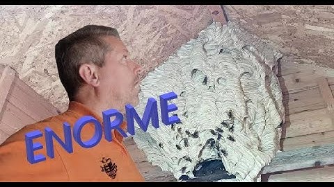 Un nid de frelons européens gigantesque environ 1 m de hauteur