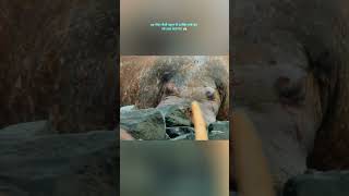 80 मीटर ऊँची चट्टान से क्यों कूद पड़े 500 वालरस? | Nature's Biggest Tragedy |#shorts