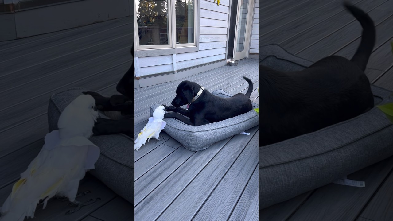 Parrot bites dog for stealing toy 🤣 