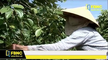 FBNC - HỒ TIÊU ĐƯỢC PHÉP GIAO DỊCH QUA SỞ GIAO DỊCH HÀNG HÓA