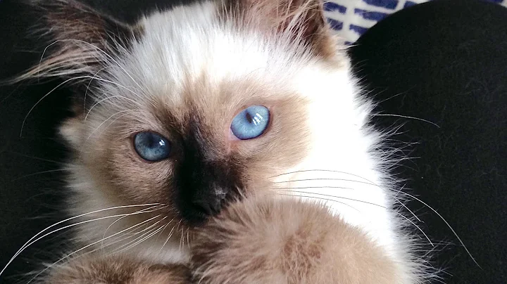 Watch the video about Toffee cute Birman kitten Bollywood style adventure