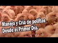 MANEJO Y CRÍA DE POLLITAS DESDE EL PRIMER DÍA