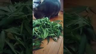 Cat eating marihuana 🙀😻🙌 #AnimalsTube #shorts