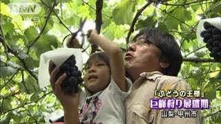 「ブドウの王様」巨峰狩り始まる　山梨・甲州市（12/09/02）