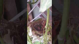 #Bulbul #BirdNest #NatureLovers #BirdsOfInstagram #Wildlife #NaturePhotography #BabyBirds #trending