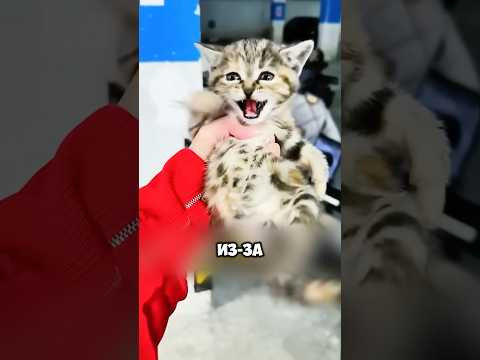 Котёнок боялся людей, но его все равно спасли 🥹🥰 #животные #милыеживотные