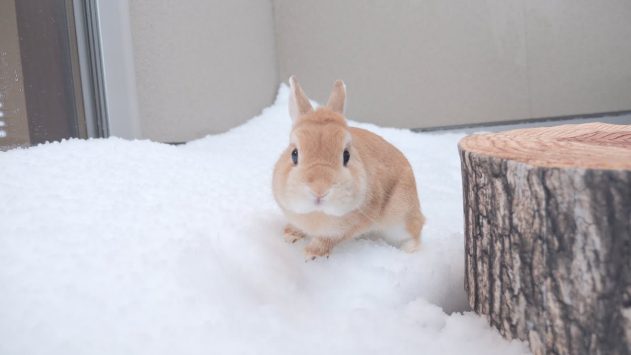 雪の上でウサギを走らせたらすごく喜んでて最高に可愛かったです