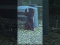 Bear Gets Hit In The NutsЁЯШотАНЁЯТиЁЯР Funny Bear Gets Hit In The NutsЁЯШотАНЁЯТиЁЯР Funny
