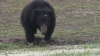 Sloth bear attacking spotted deer