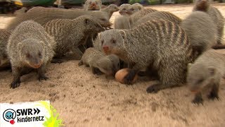 Zebramangusten: Die wilde Meute | OLI's Wilde Welt | SWR Kindernetz