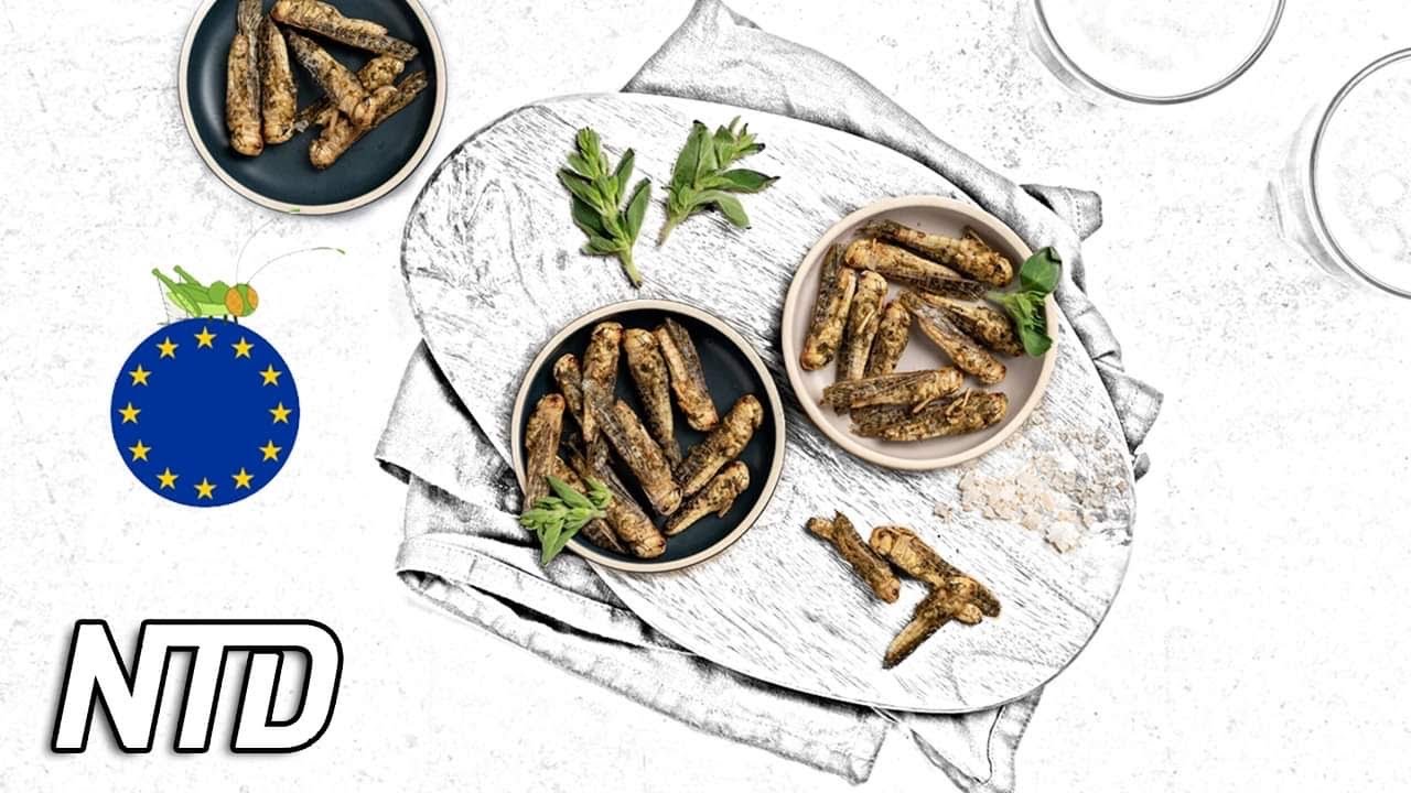 EU godkände två insekter som livsmedel för människor | NTD NYHETER