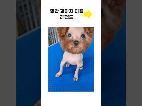 망한 강아지미용 레전드 #shorts