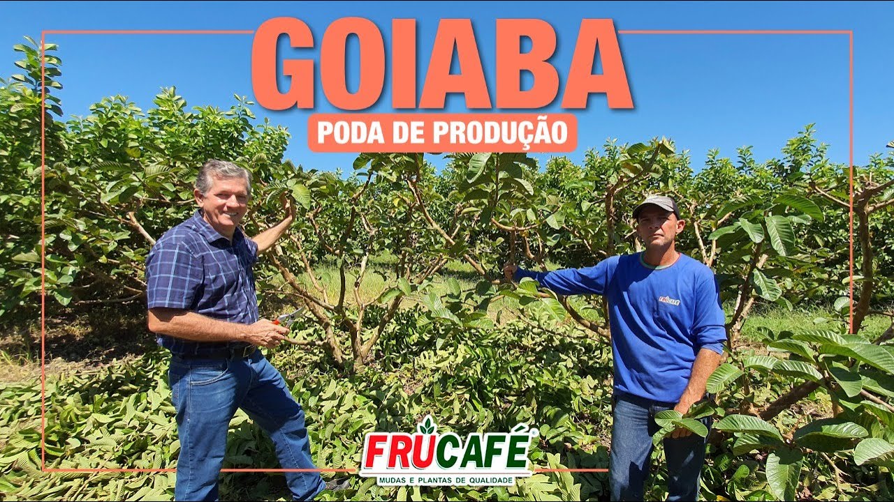 Como Fazer Poda de Produção na Goiabeira?